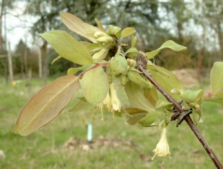 Bloem van Honingbes/haskap