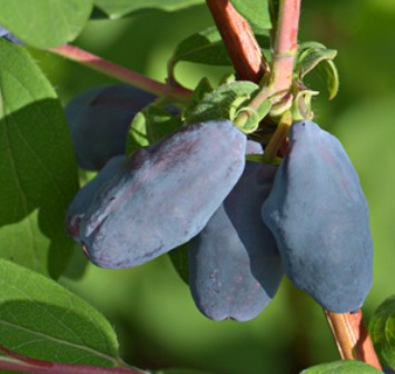Lonicera caerulea kamtschatika Siniczka