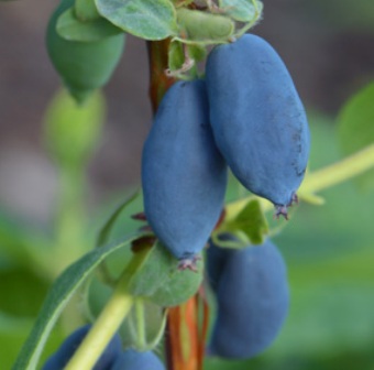 Lonicera caerulea kamtschatika Welikan