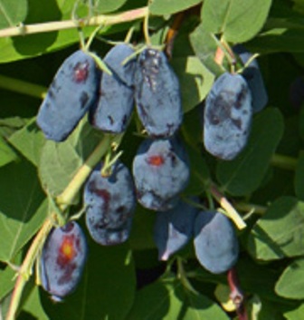 Lonicera caerulea kamtschatika Wojtek