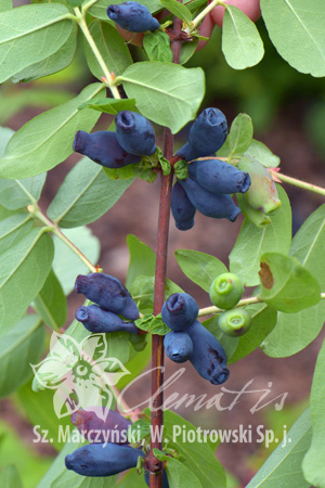 Lonicera caerulea kamtschatika Tomiczka