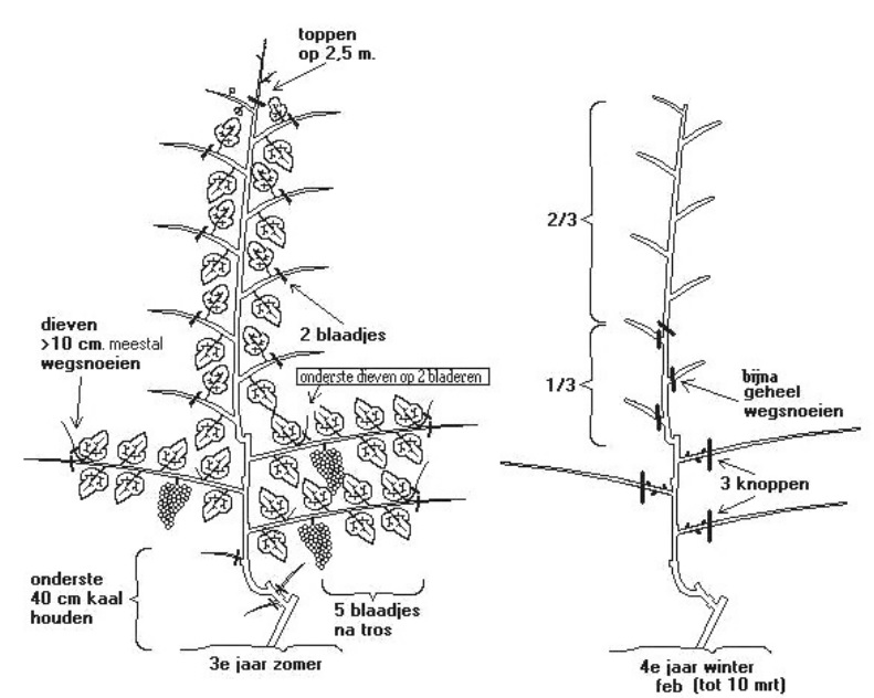 druiven aan paa verdere verzorgingl