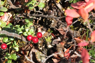 vaccinium vitis-ideae