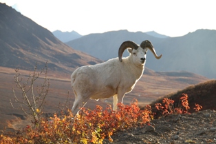 Dall  sheep