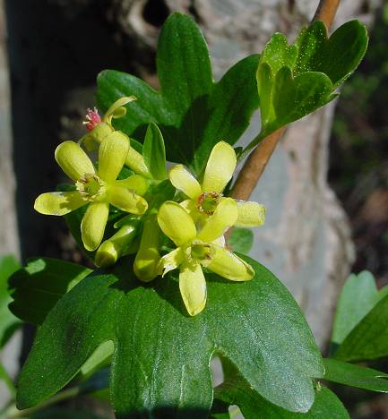 Photo: Marc Geens of R.odoratum 'Crandall'