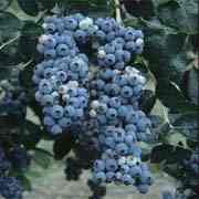 blauwe bes Toro