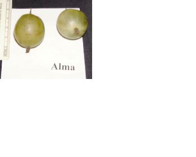 Alma (Photo: Steve McKay)