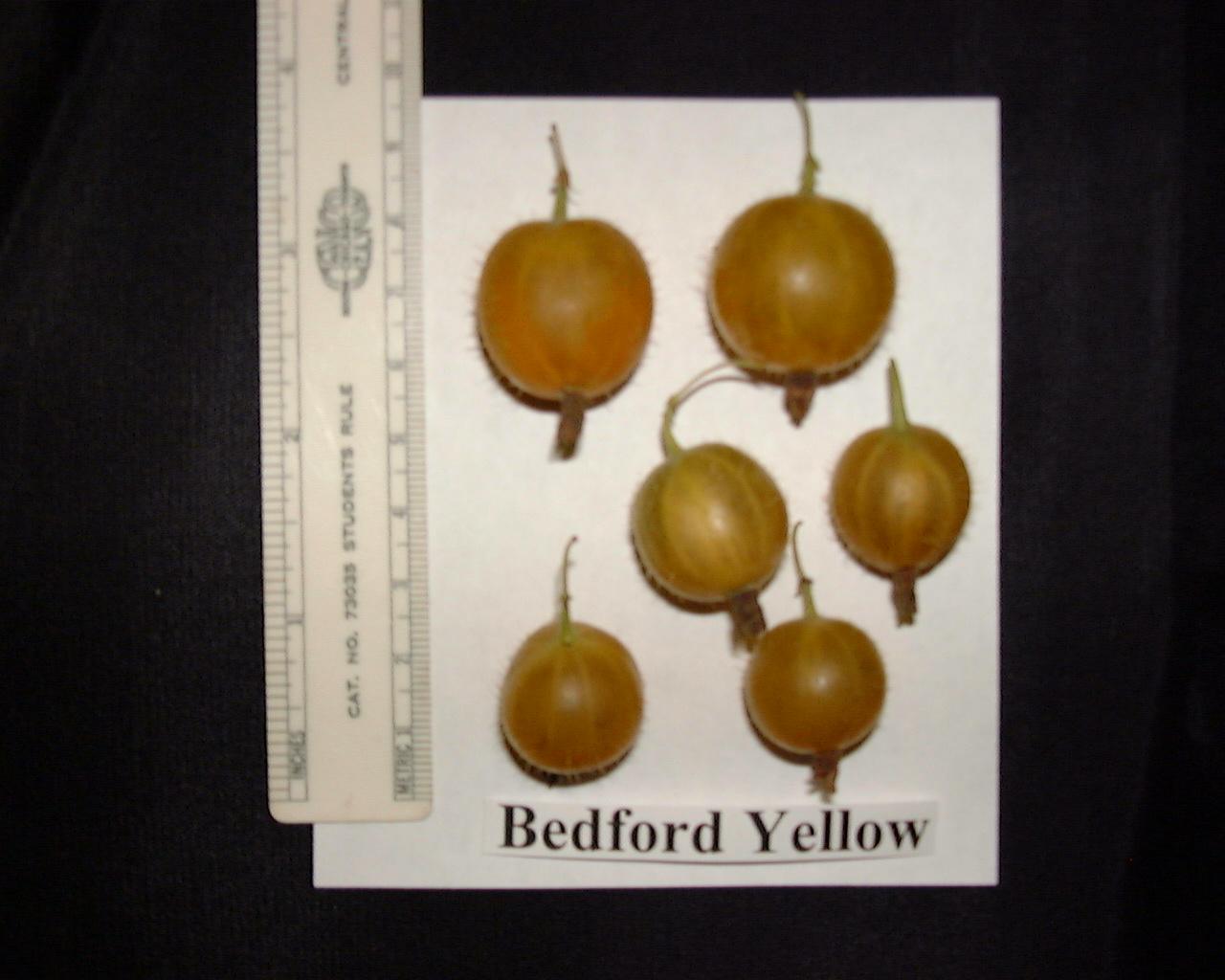 Bedford Yellow (Photo: Steve McKay)