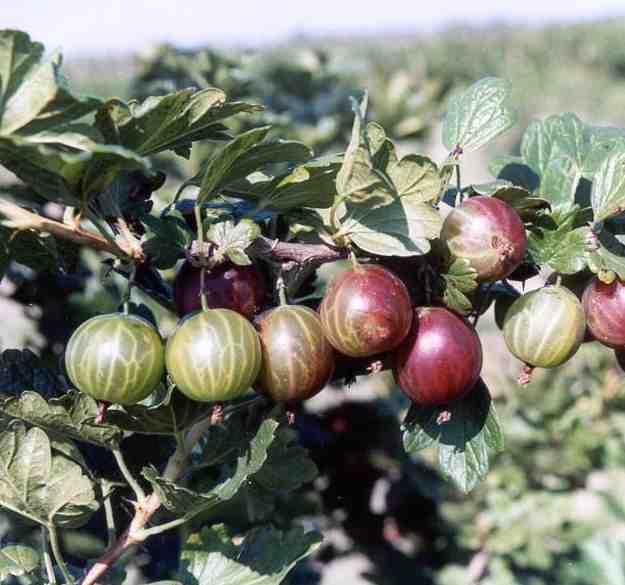 Karpaty (Photo: S. Pluta)