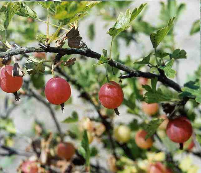 Korsun (Photo: S. Pluta)